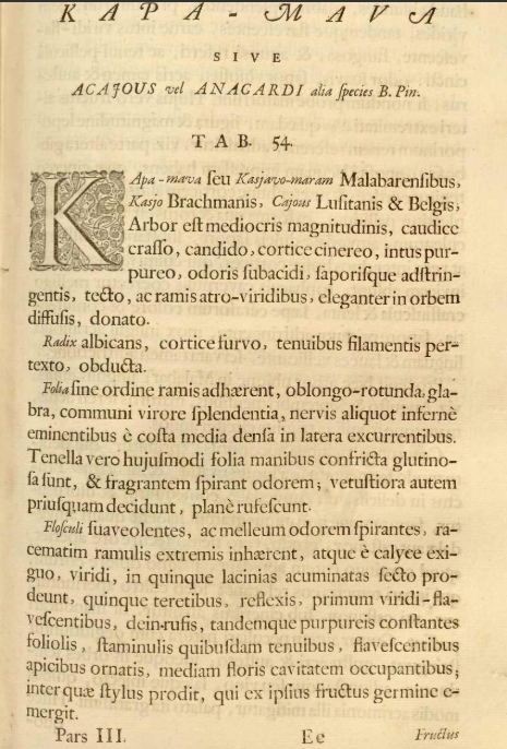 Translation of the chapter on Kasjo (Cashew) from Hortus Malabaricus compiled between 1676 and 1678